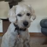 Hewitt Johnson - @hewiethehuntingdog_14 - Instagram