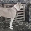Heydar Aliyev - @heydar.aliyev52 - TikTok