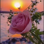Hiba Fareed - Facebook