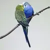 hiba.faris - @hiba.faris - TikTok