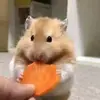 Trang HieuTu - @trang.hieutu - TikTok