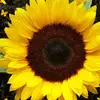 Hilary Hamilton - @hilary.hamilton5 - TikTok