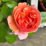 Hilary Roy - @hroy.77 - Instagram