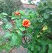 Hilda Bateson - Facebook