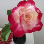 Hilda Campbell - @hilda.campbell57 - Instagram