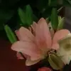 mariahildafavelaf - @mariahildafavelaf - TikTok