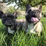 frenchies.hilda.harris - @frenchies.hilda.harris - Instagram