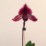 Hilda Kessler - @hrks1931 - Instagram