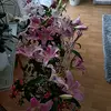 hilda - @hildakaiser5 - TikTok