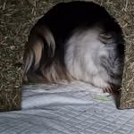 Heike Thomas - @hilda_lotti_guinea_pigs - Instagram