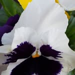 Hilda Lyons - @hildalyons - Instagram
