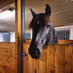 Hilda 🐴 & Sara 🙋‍♀️ - @hilda.afmossebo - Instagram