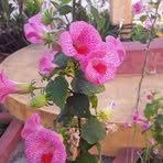 Hilda Polanco - Facebook