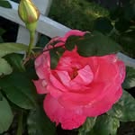 Hilda Solano - @hilda.solano.9480 - Instagram