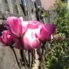 Hilda Ulloa - @hilda.ulloa0 - TikTok