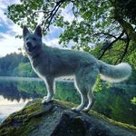 Queen Hilda - @hilda.white.wolf - Instagram