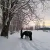 wolfhilda800 - @wolfhilda800 - TikTok
