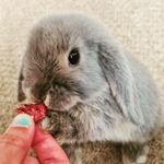 @hillarys_cottontails - Instagram