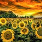 Hillary Fields - Facebook