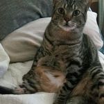 Hillary Kline - @kitchenkitten_at_the_lodge - Instagram
