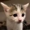 Hillary Luna455 - @catsarethebest154 - TikTok