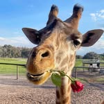 Hillary Searle - @hills_1066 - Instagram