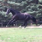 @hilton_hall_sport_horses - Instagram