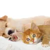 Cute_funny - @hingling_funny - TikTok