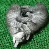 Hiroko Hashimoto - @hirokohashimoto - TikTok