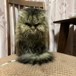 Hiromi Ando - @hiromiando1205 - Instagram