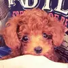 hiromi ando - @hiromi.ando8 - TikTok