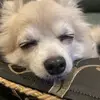 チワワとチワワ - @hitomiokamoto7 - TikTok