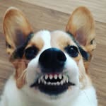 사과 - @_hoyoon - Instagram