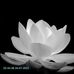 Hoa Chi - Facebook