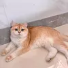 Hoa Hằng - @hoahang25 - TikTok