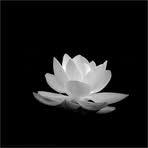 Hoa Tong - Facebook