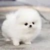 Hoan Tan - @hoantan5790 - TikTok