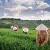 Hoan Thach Nhu - Facebook