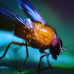 HoangSydney - @hoangmacroflower - Instagram
