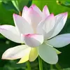 Hoang Oanh Tran - @hoang.oanh.tran4 - TikTok