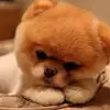 Hoang Oanh Tran - @hoang.oanh.tran8 - TikTok