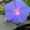Hoanh Tran - @hoanh.tran27 - TikTok
