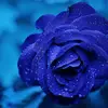 Hobby Lobby - @hobby.lobby334 - TikTok