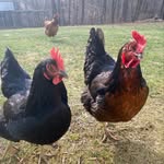 Elizabeth - @wright_hobby_farm - Instagram