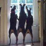 Holli, Bella & Zoey - @holli_bella_zoey - Instagram