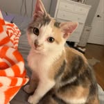 Holli Clark - @clarffen_kitties - Instagram