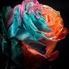 Hollie Froman - @holliefroman - TikTok