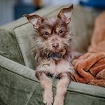 Hollis Cameron Brown - @hollis_beans - Instagram