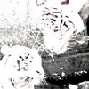 whitetigerhollis_2 - @whitetigerhollis_2 - TikTok