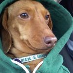 Holly Ahern - @holly_theminiwiener - Instagram
